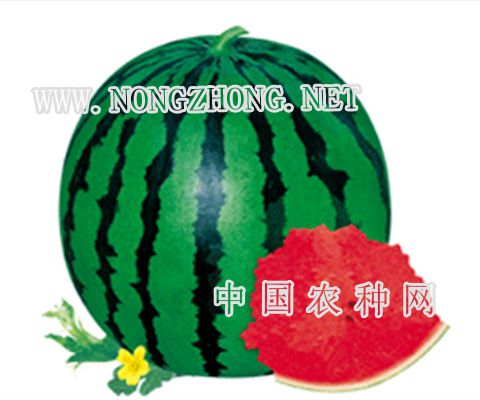 雷玉3号西瓜种子